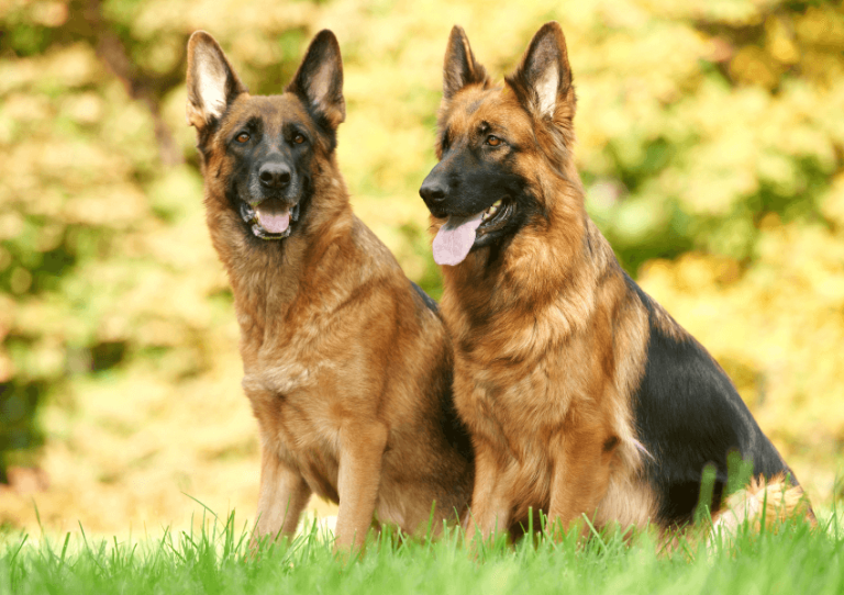 German Shepherd Dog Breed: Intelligence, Loyalty, and Versatility Explained